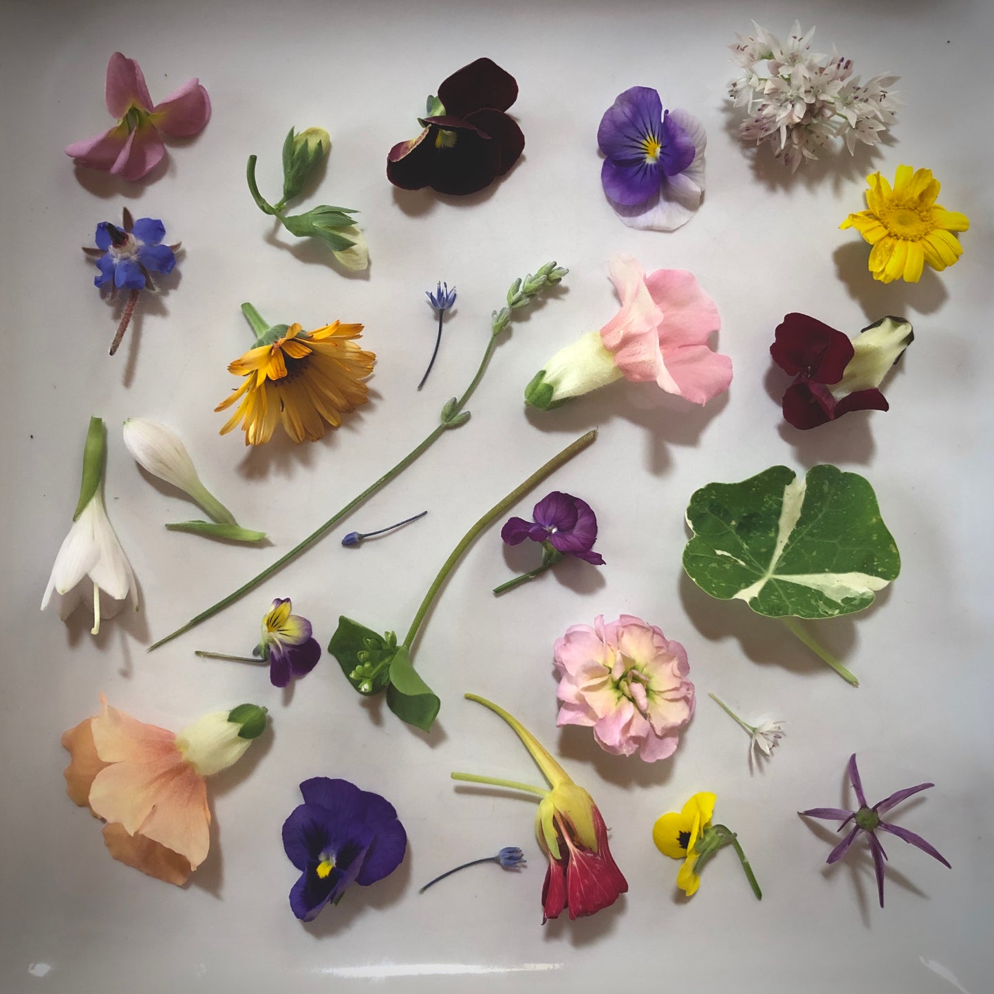 Edible Flowers Mix